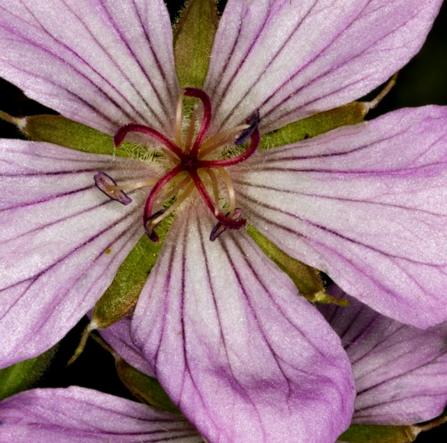 Geranium viscosissimum incisum 18-9422a.jpg